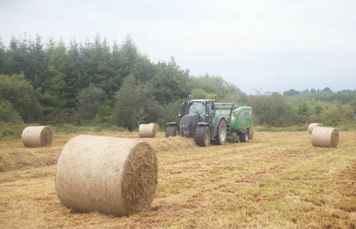 Rushes - Fully dry for Bedding (Organic) - Image 1