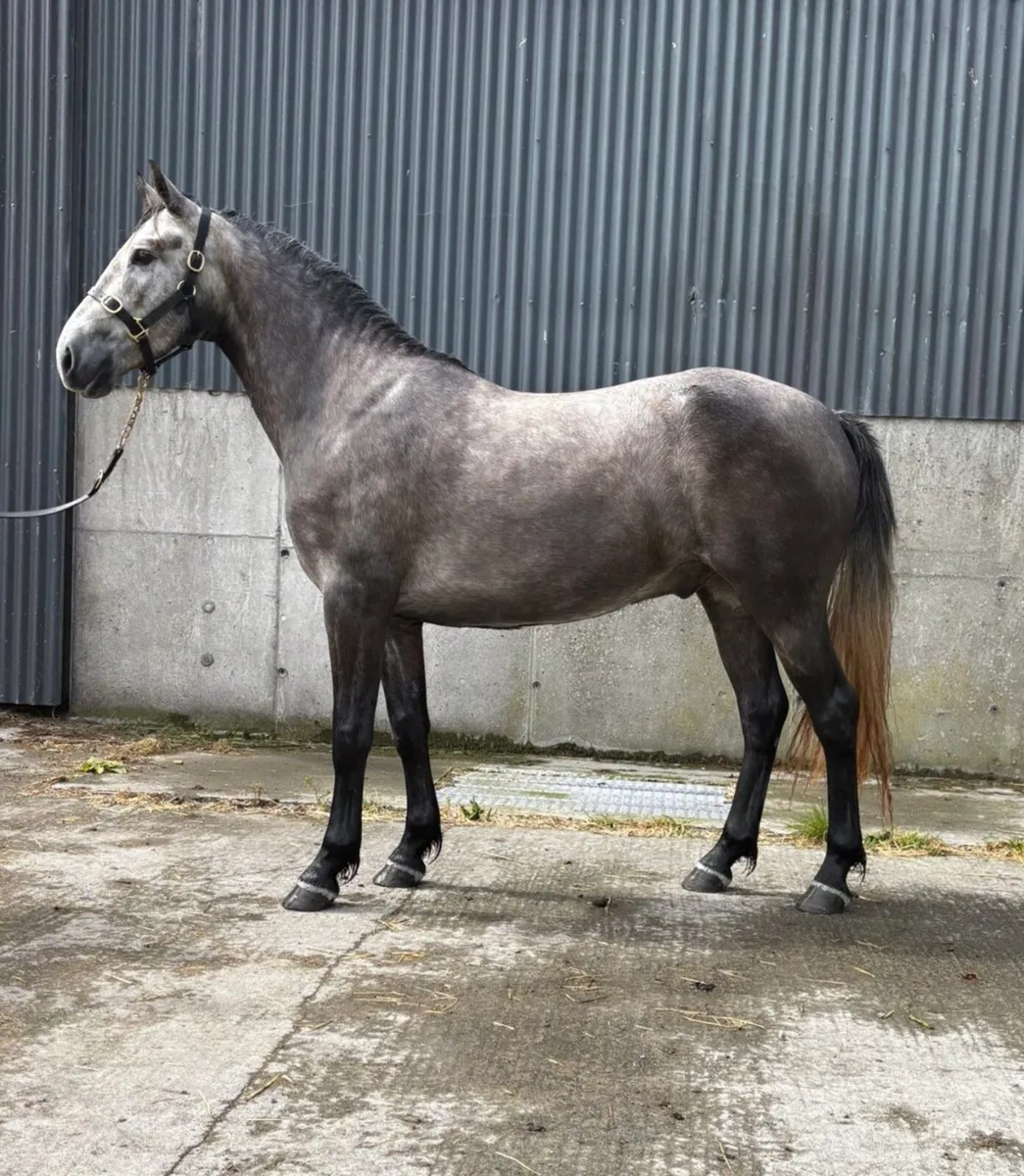 Lot 673 Clifden pony sales Sunday 24th August