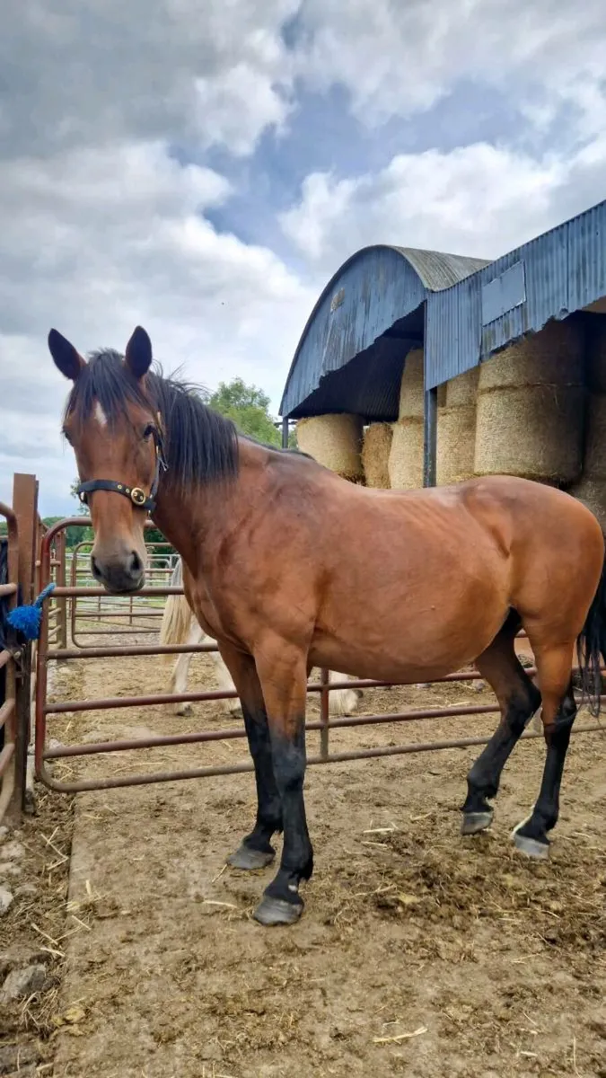 Broodmare - Image 1