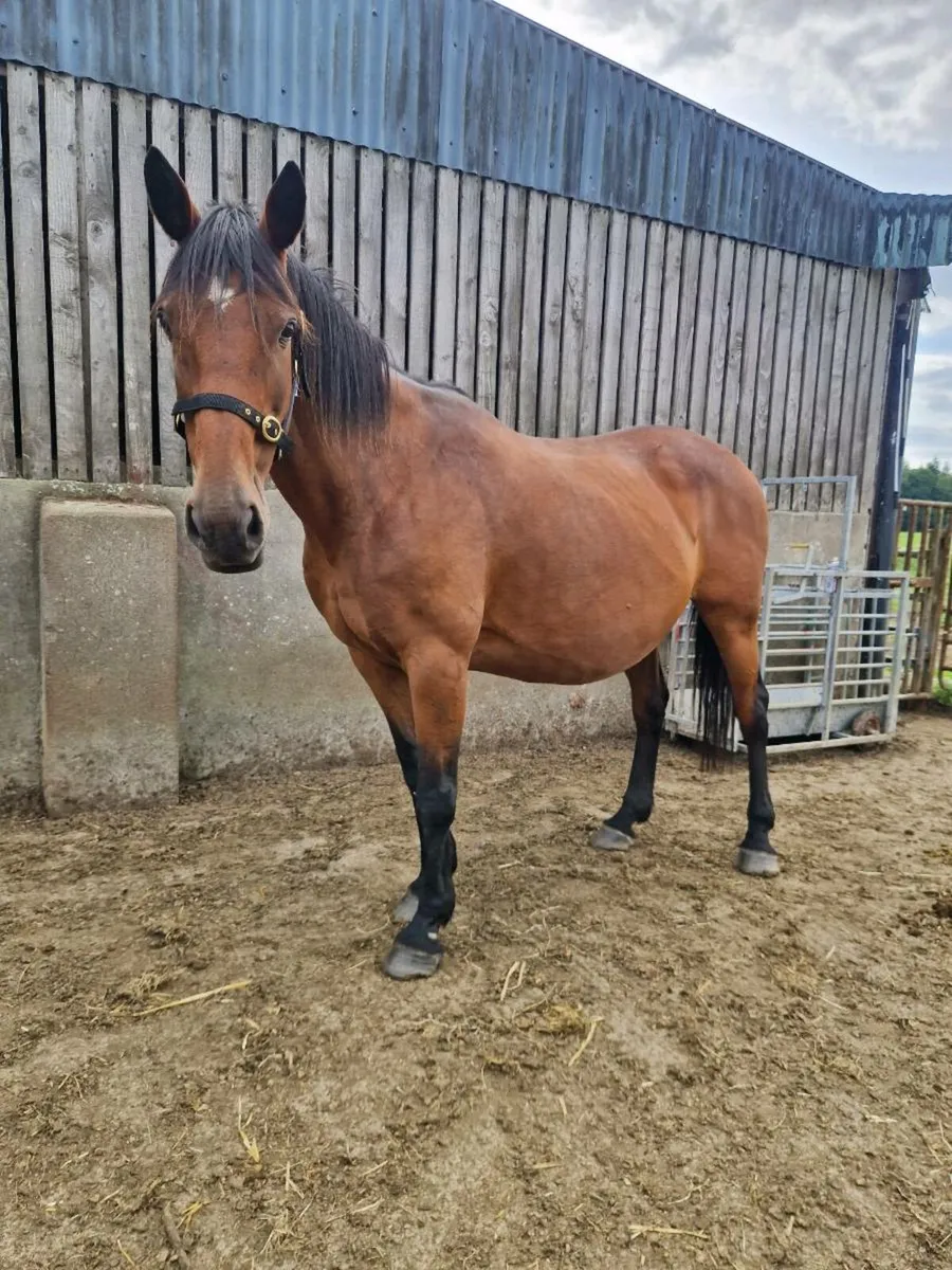 Broodmare - Image 2