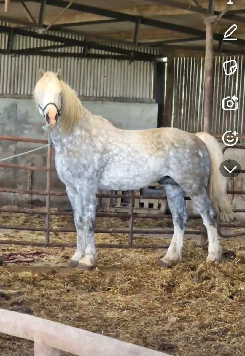Broodmare - Image 3