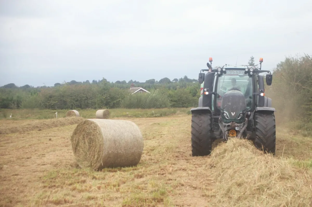 Rushes - Fully dry for Bedding (Organic) - Image 4