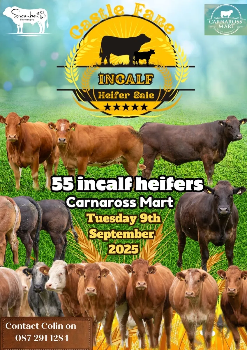 Castlefane Coop Incalf heifer sale 2025 - Image 1