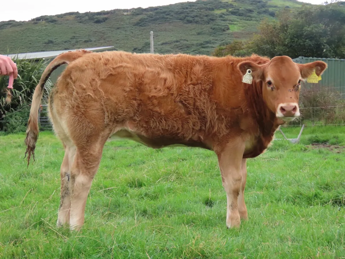 Weanling Heifer - Image 1