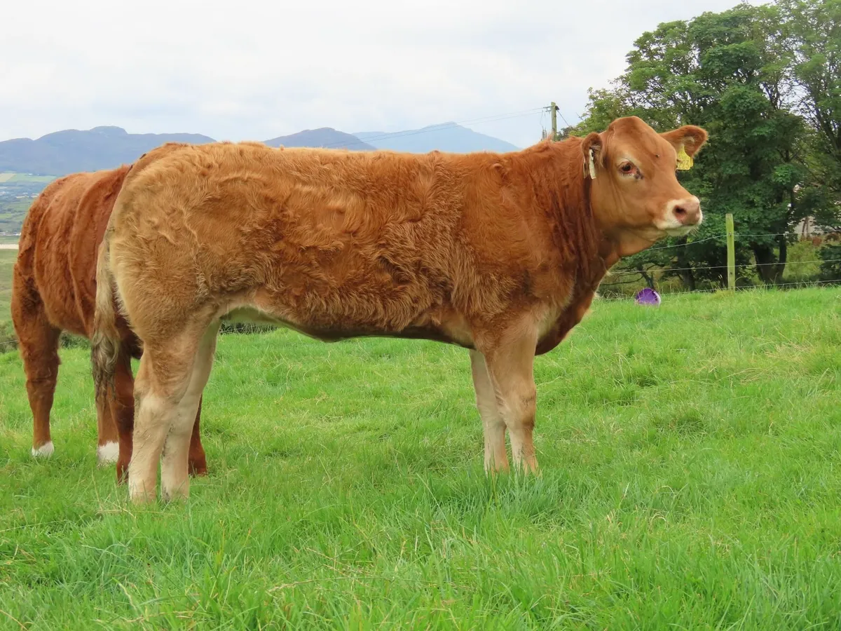 Weanling Heifer - Image 2