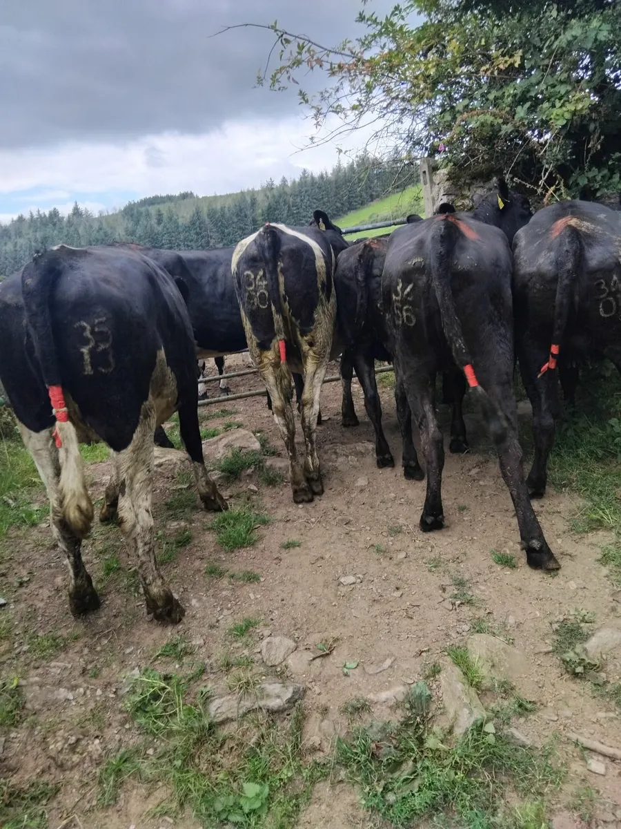 11 Maiden heifers - Image 2