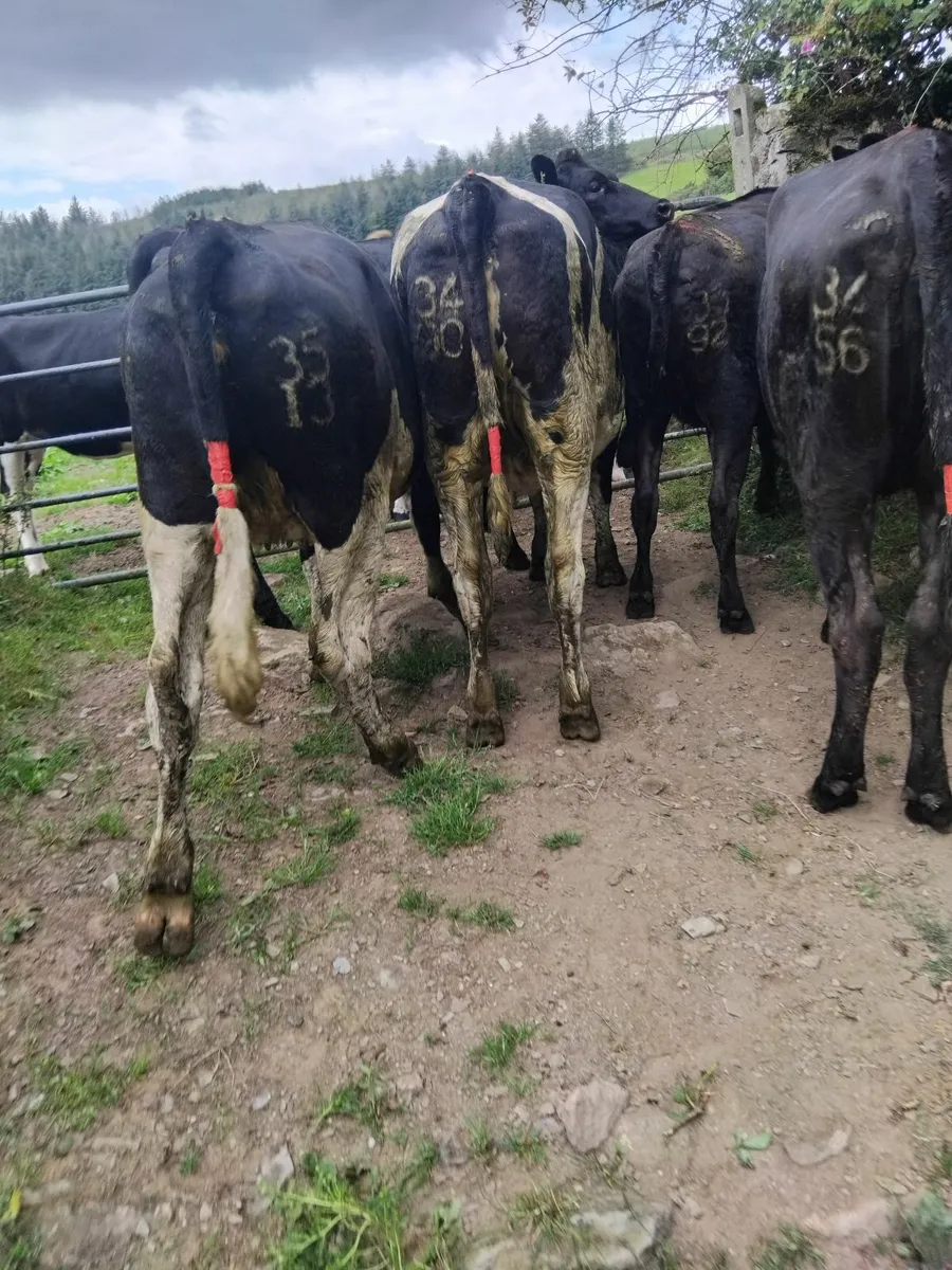 11 Maiden heifers - Image 3