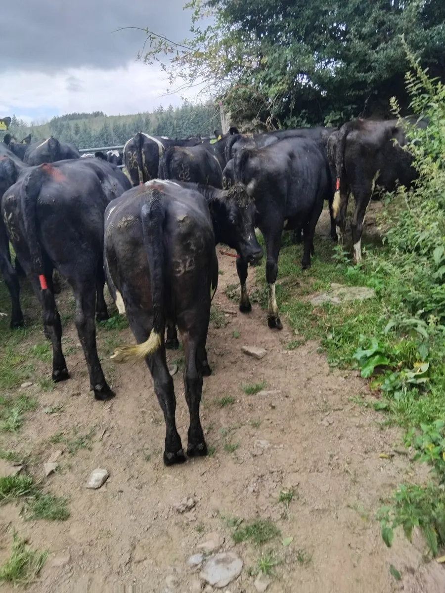 11 Maiden heifers - Image 4