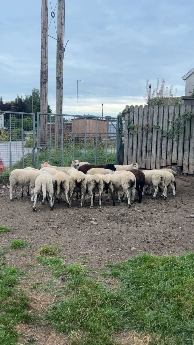 20 Store lambs - Image 1