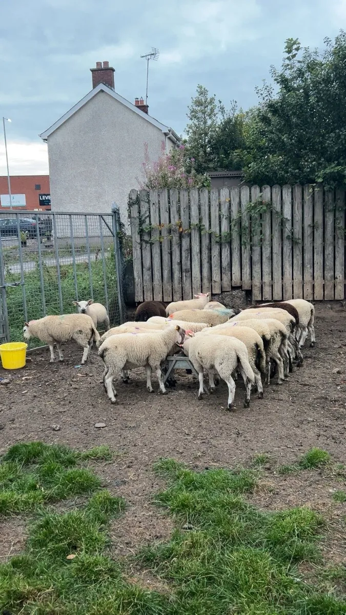 20 Store lambs - Image 2