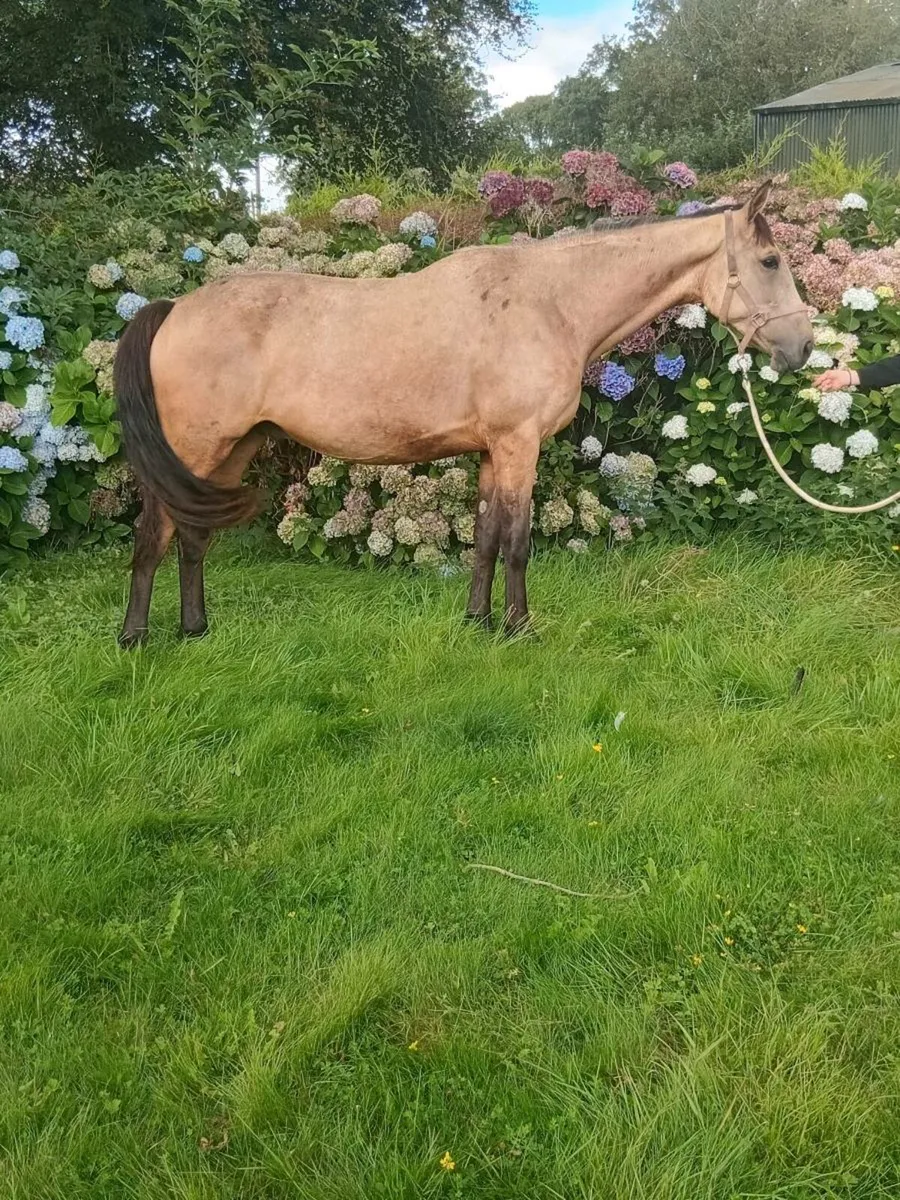 15.2 Gelding - Image 1