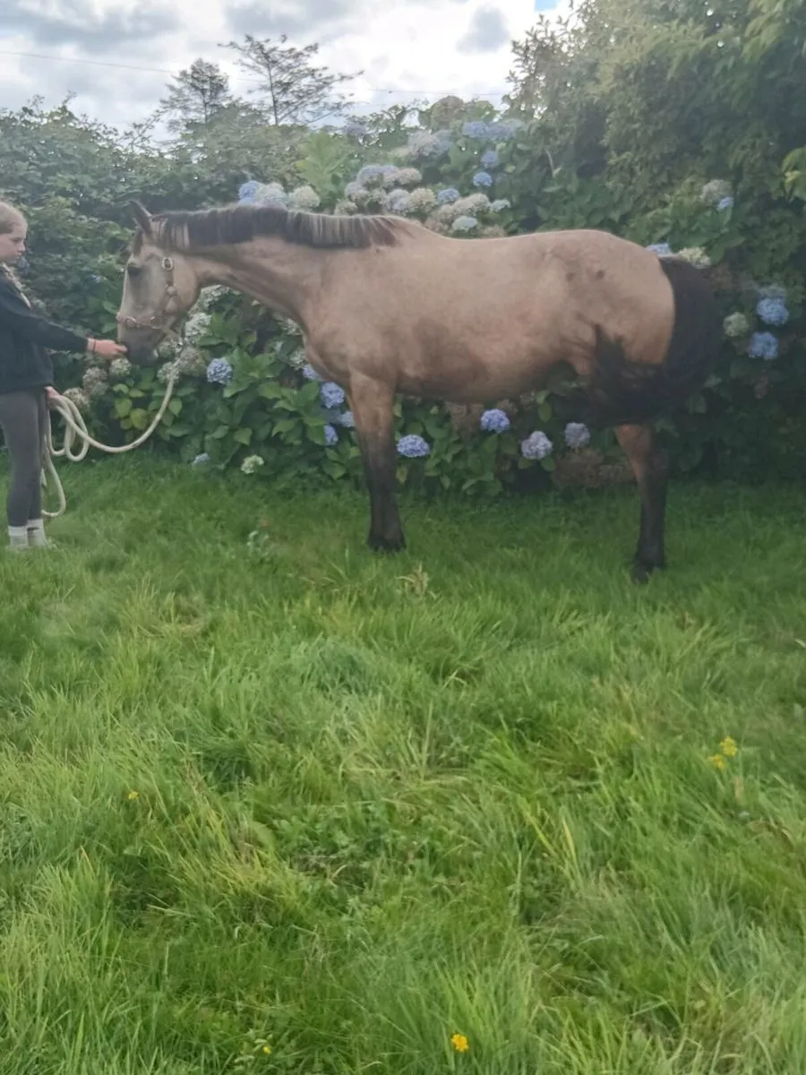 15.2 Gelding - Image 2