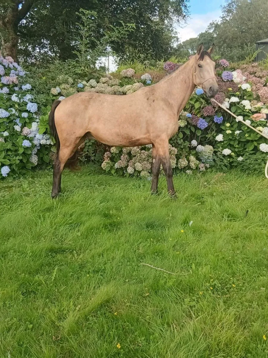 15.2 Gelding - Image 3