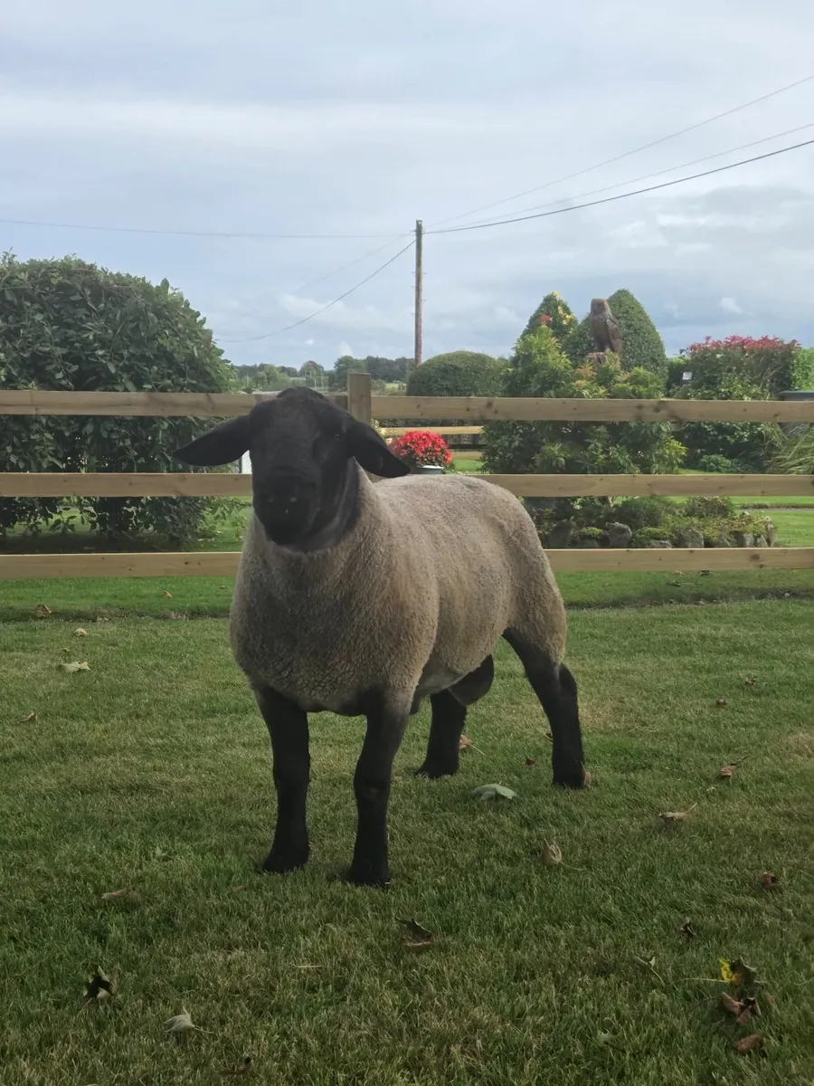 Suffolk Ram