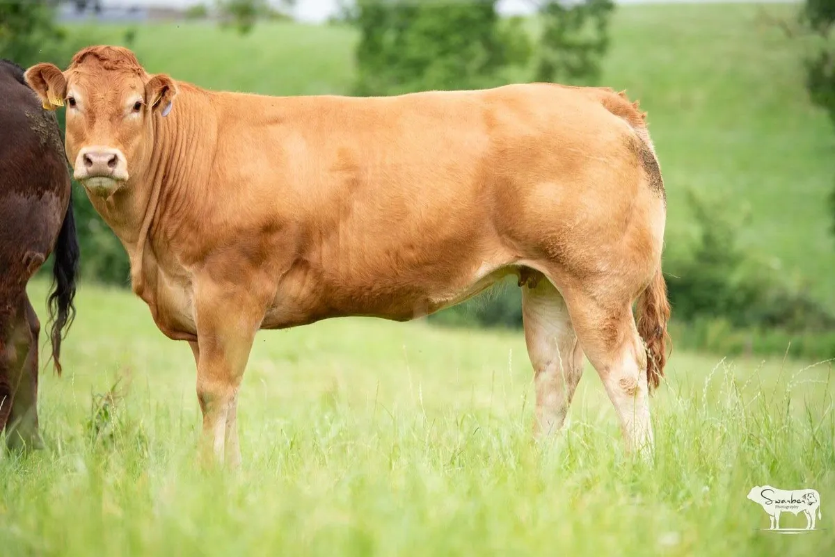 Castlefane Coop Incalf heifer sale 2025 - Image 2