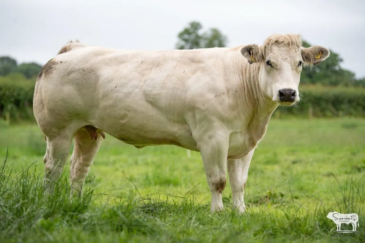 Castlefane Coop Incalf heifer sale 2025 - Image 3