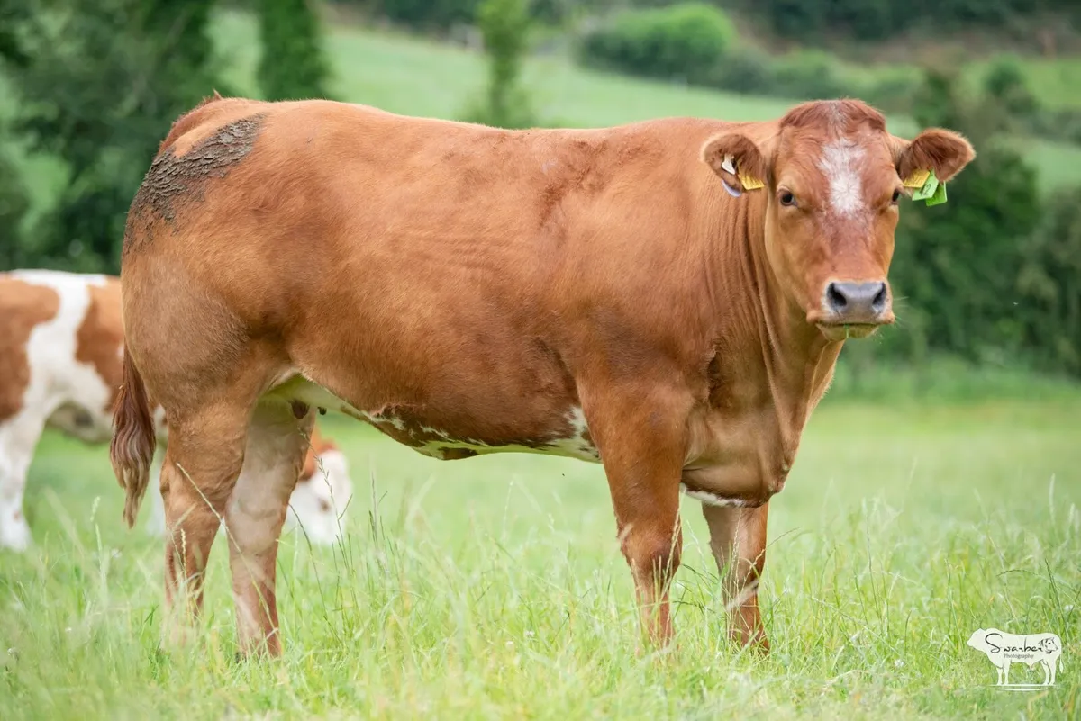 Castlefane Coop Incalf heifer sale 2025 - Image 4