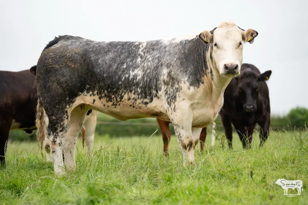 Castlefane Coop Incalf heifer sale 2025 - Image 3