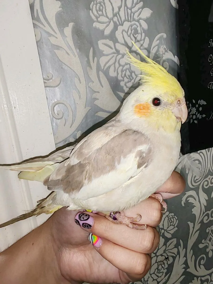 Baby Hand reared cockatiels - Image 1