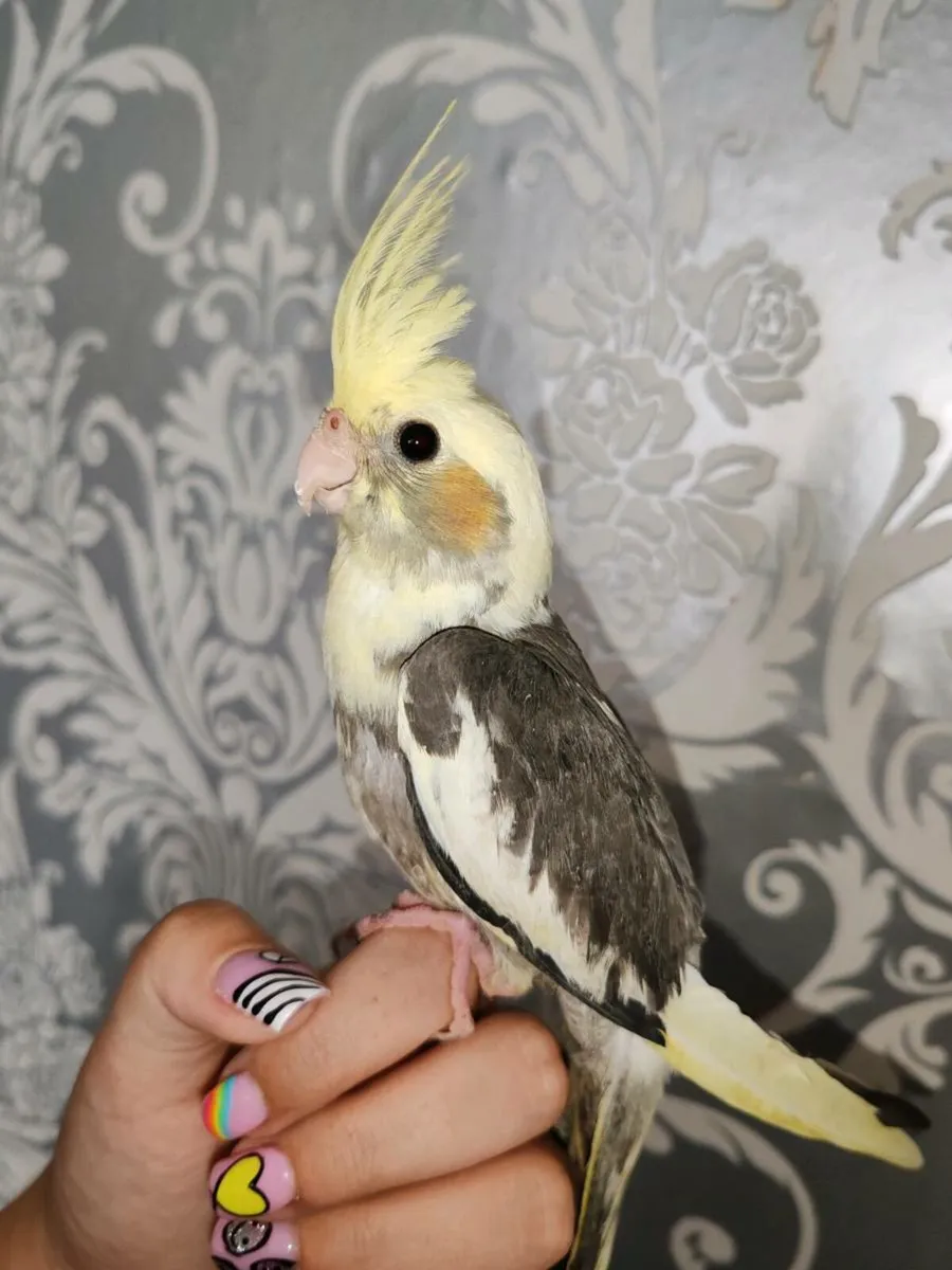 Baby Hand reared cockatiels - Image 2
