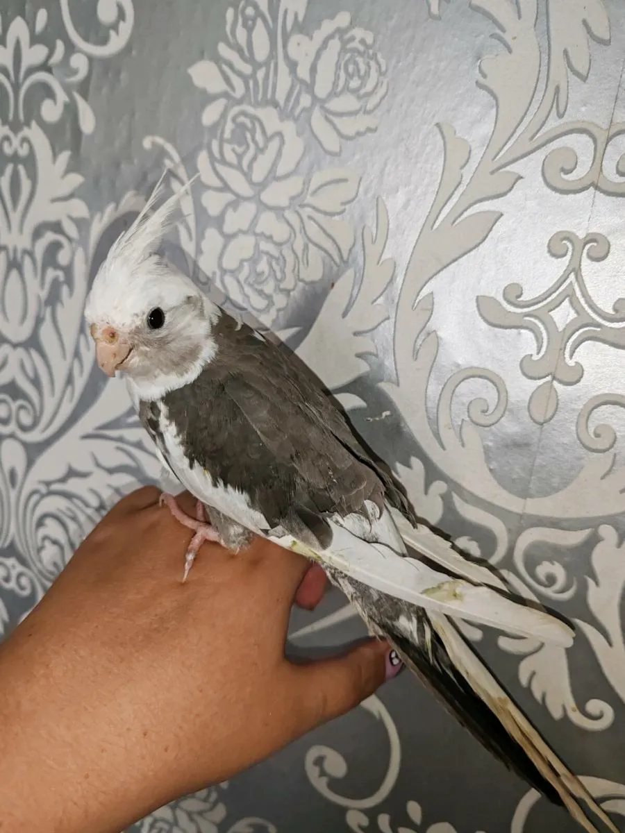 Baby Hand reared cockatiels - Image 4