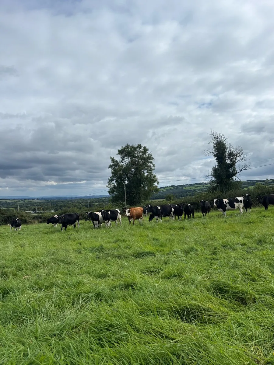 28 autumn calving young cows and heifers for sale - Image 1