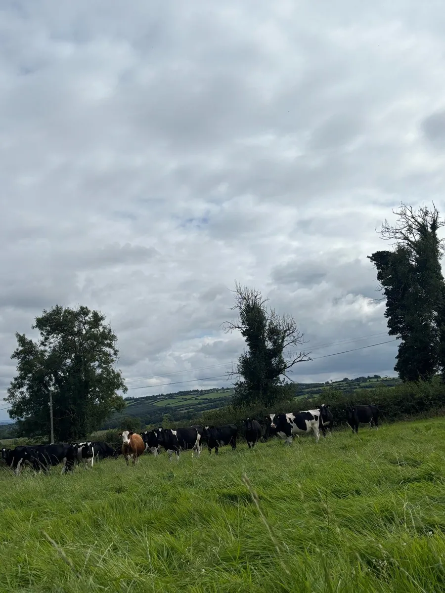 28 autumn calving young cows and heifers for sale - Image 2