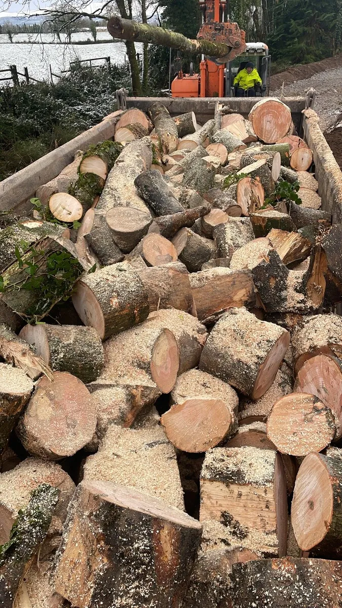 Ash firewood - Image 3
