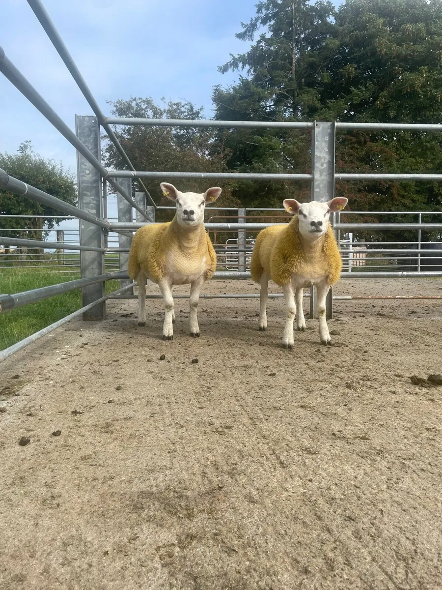 Pb Texel Ewe lambs - Image 2