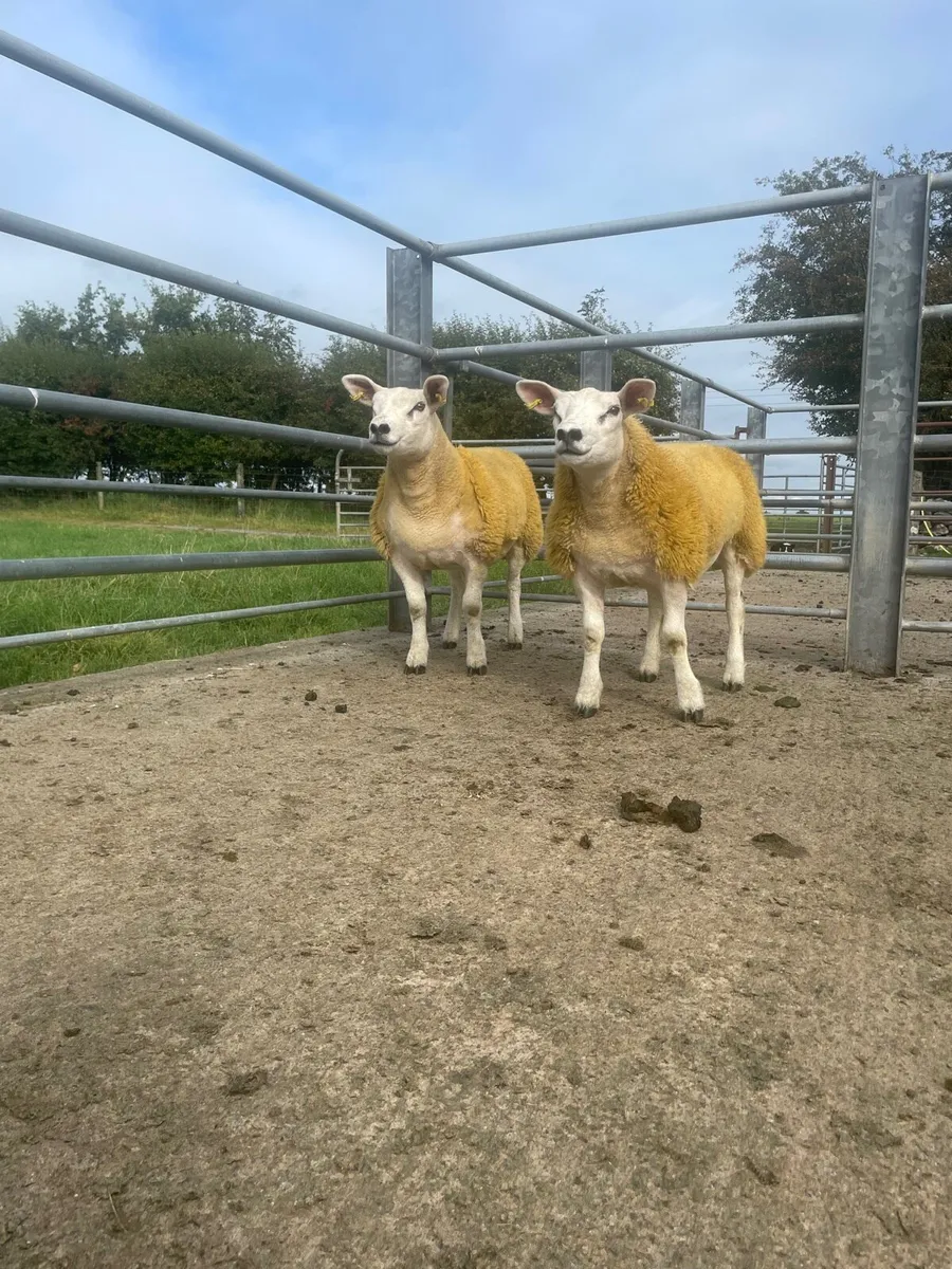 Pb Texel Ewe lambs - Image 1