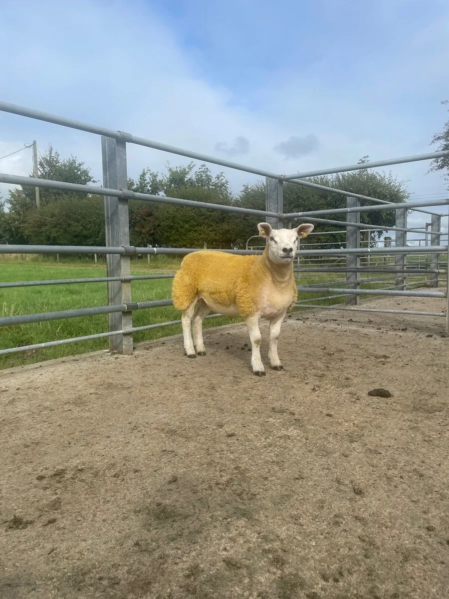 Pb Texel Ewe lambs - Image 3