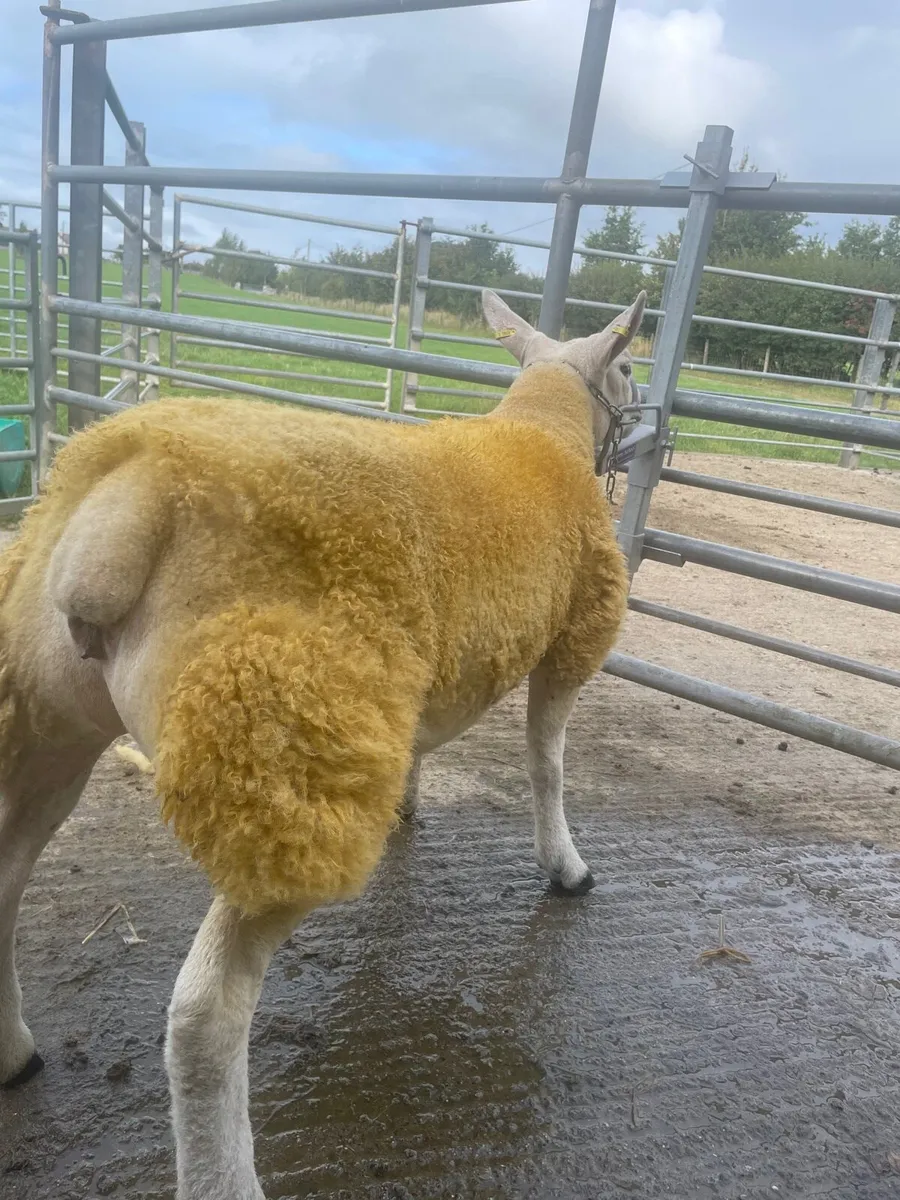 Pb Texel Ewe lambs - Image 4