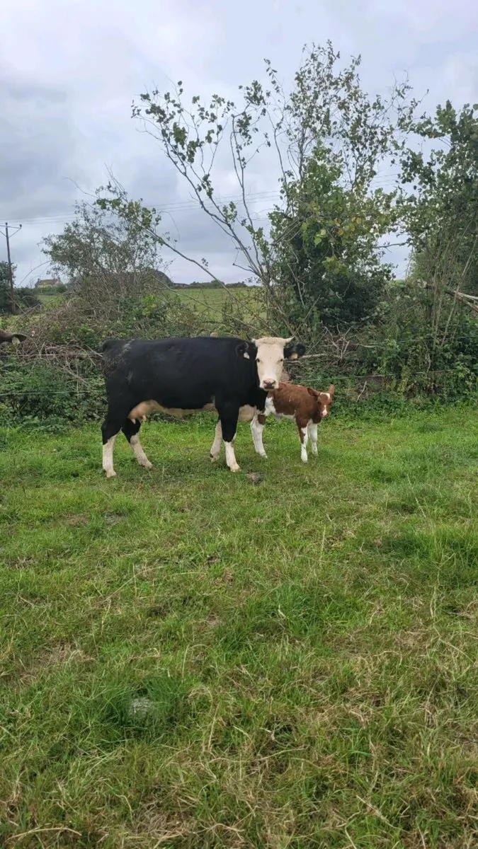 Hereford heifer with sim heifer calf - Image 1