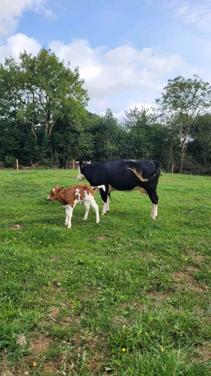 Hereford heifer with sim heifer calf - Image 2