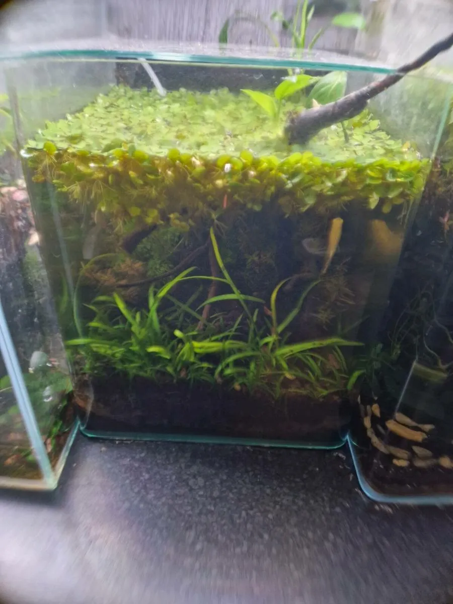Fish room - Image 1