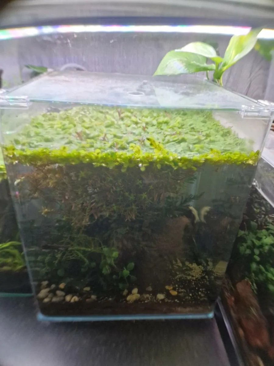 Fish room - Image 2