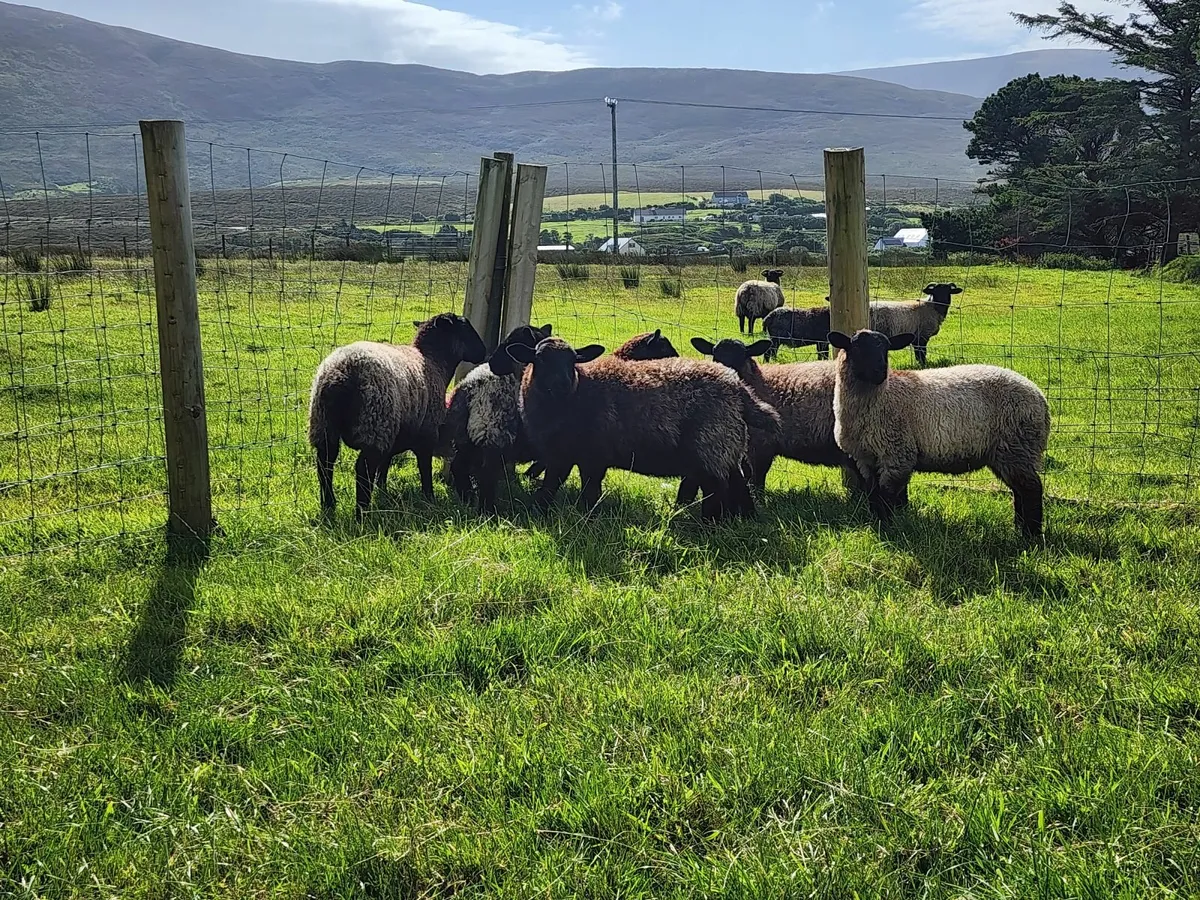 Store lambs for sale - Image 1