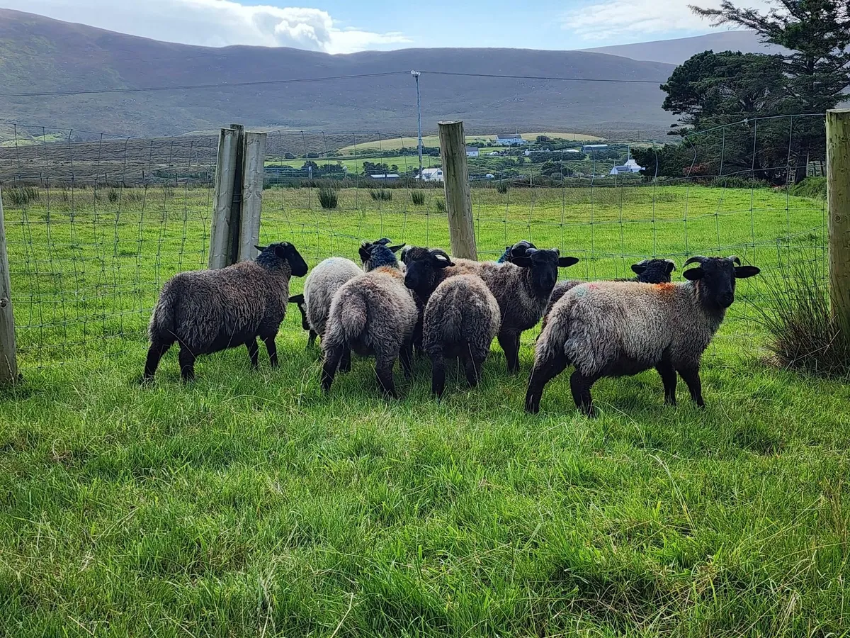 Store lambs for sale - Image 3