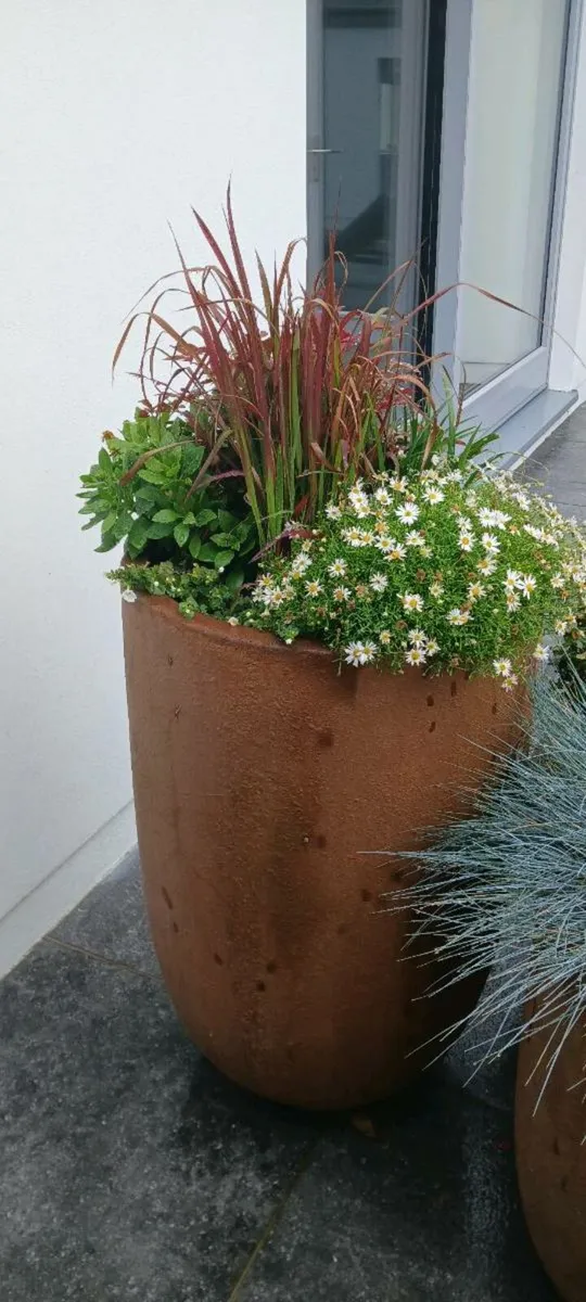 Filled Planter pots - Image 3
