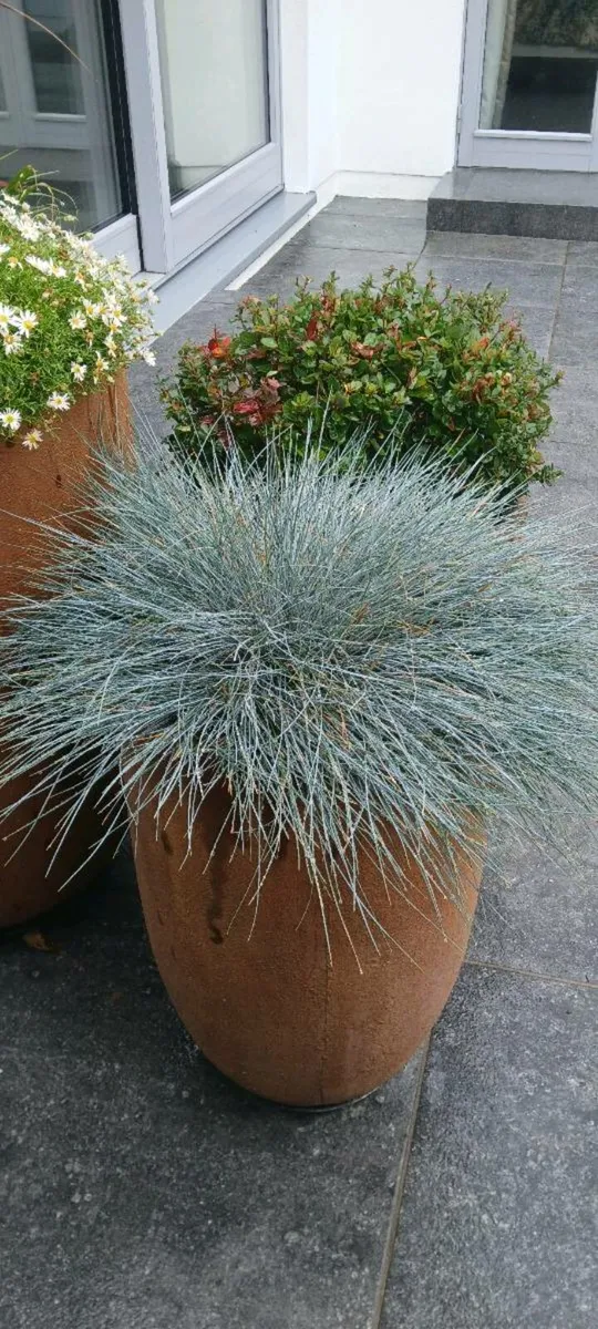 Filled Planter pots - Image 4