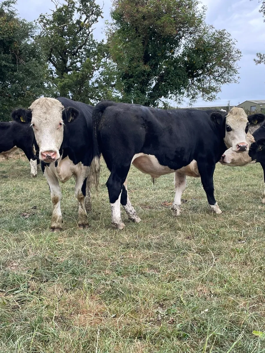 Angus and Hereford bullocks - Image 1