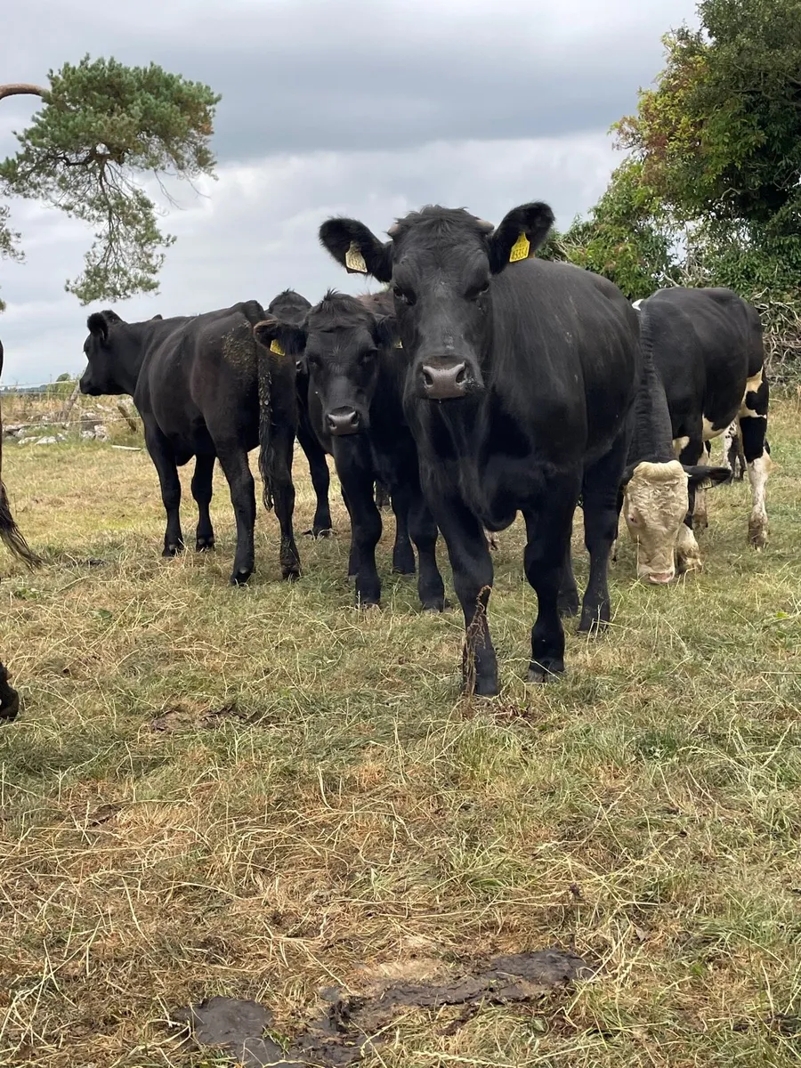 Angus and Hereford bullocks - Image 2