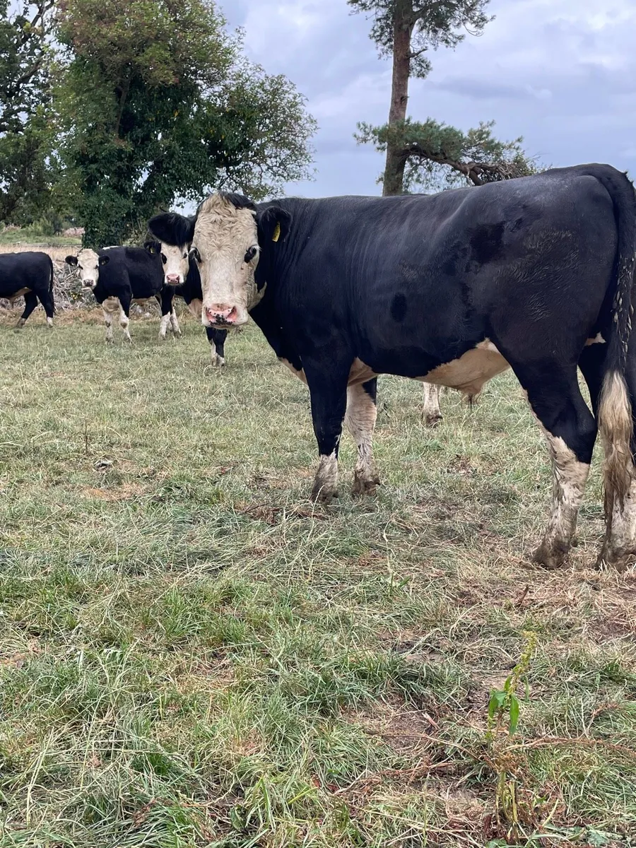 Angus and Hereford bullocks - Image 3