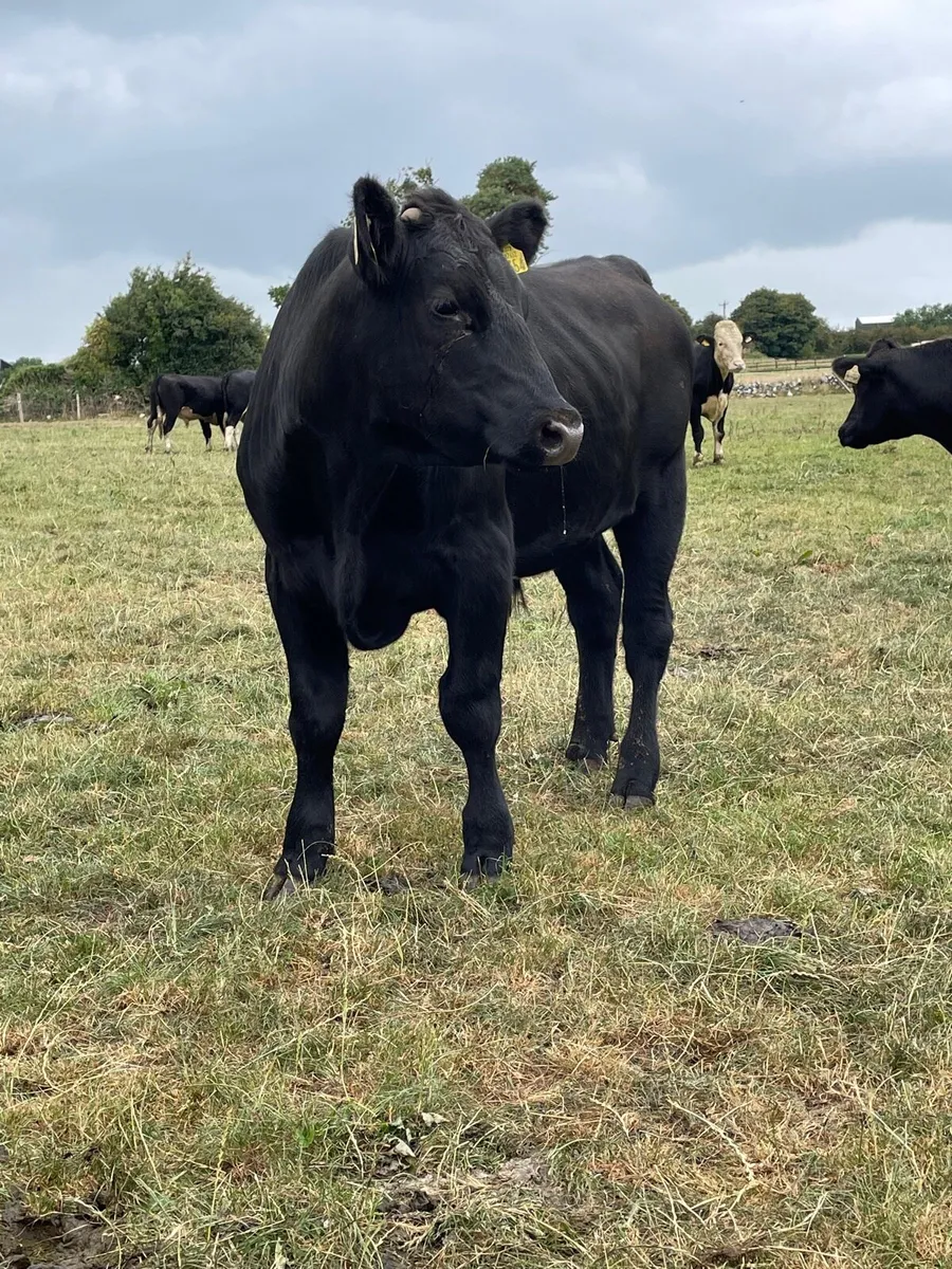 Angus and Hereford bullocks - Image 4