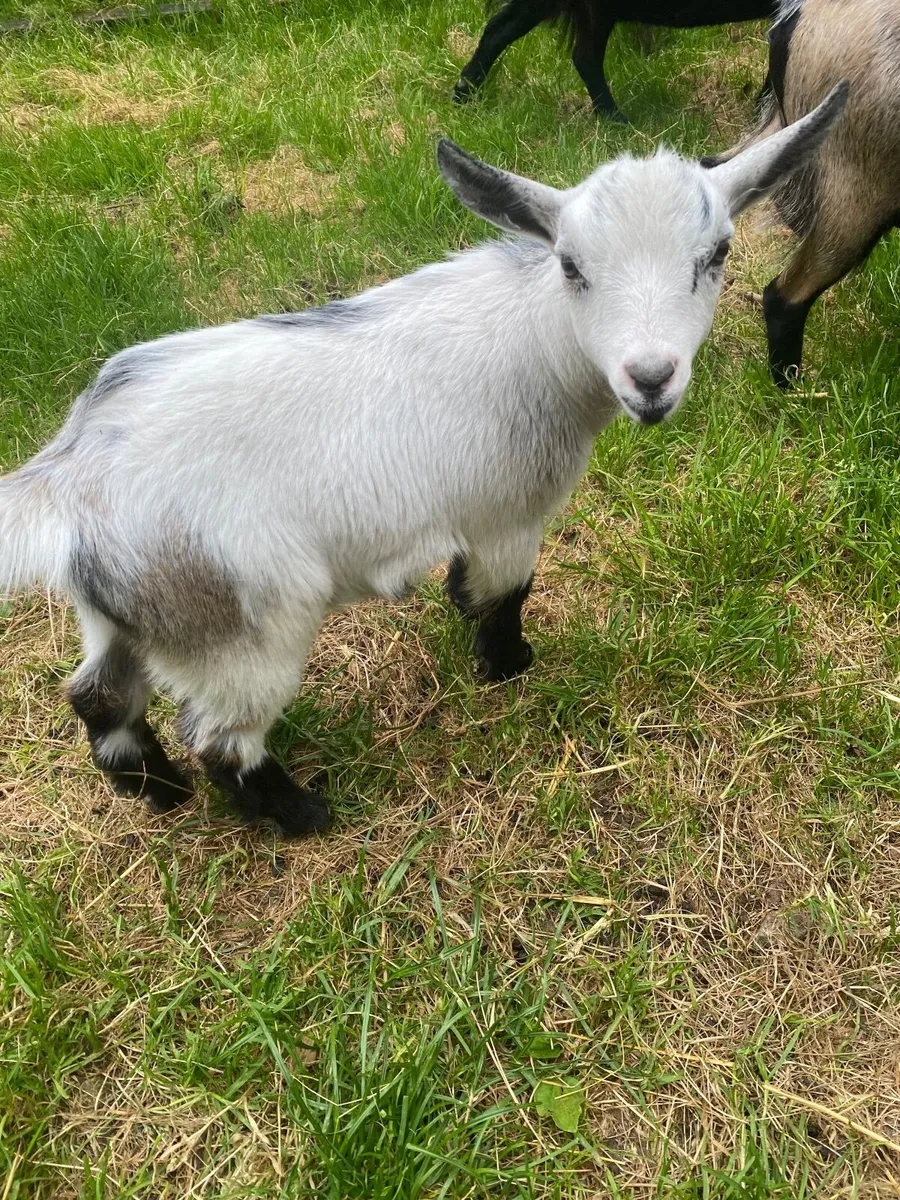 Pygmy billy kid goat - Image 2