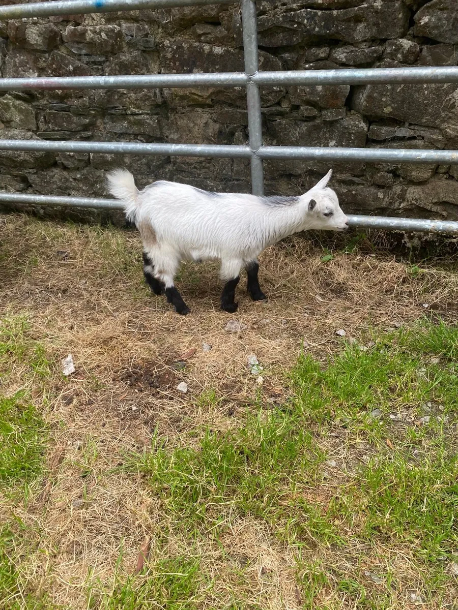 Pygmy billy kid goat - Image 3