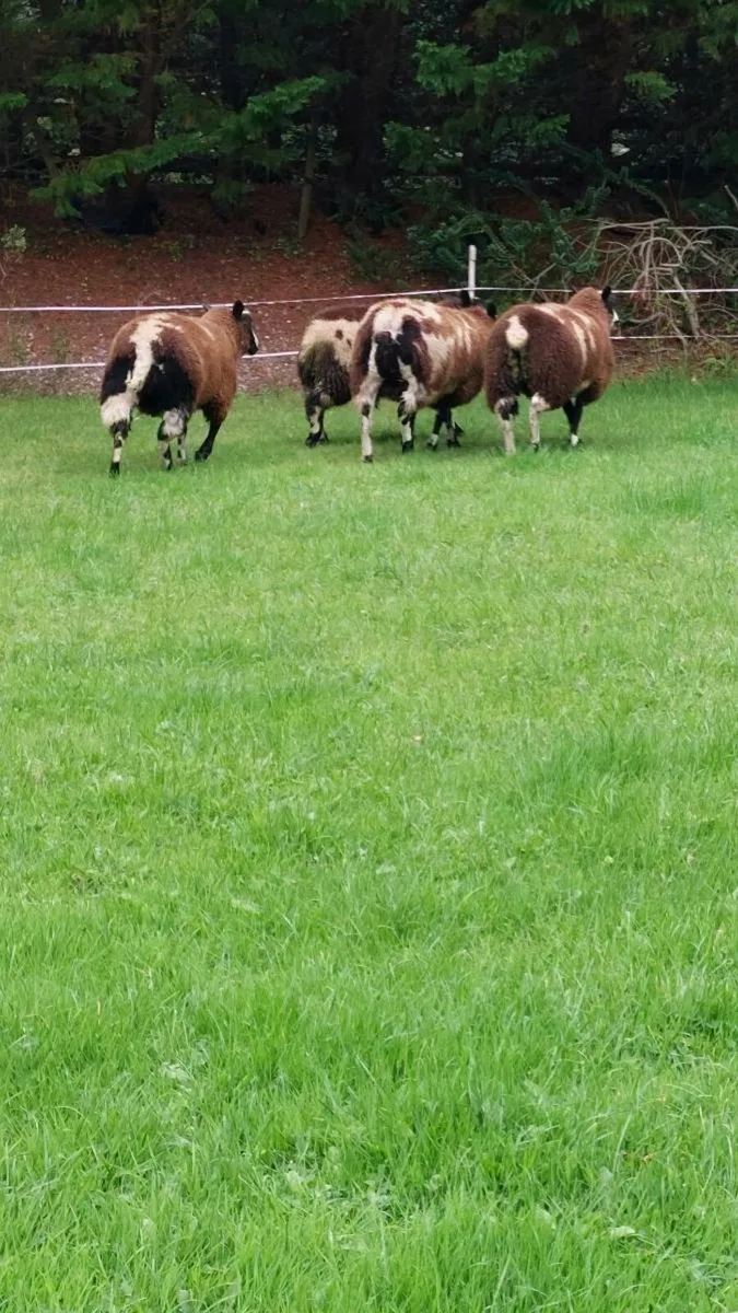 Dutch spotted - Image 3