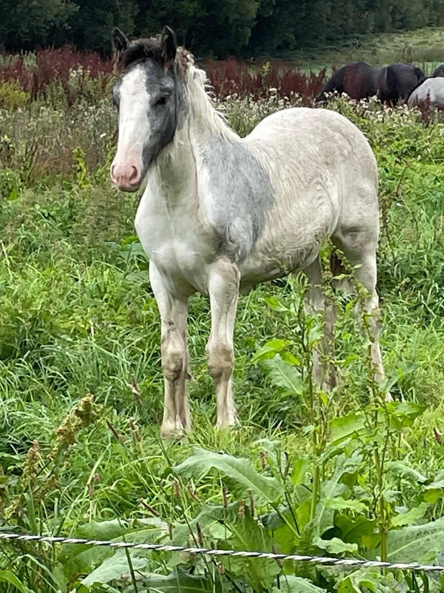 Blue and white filly - Image 1