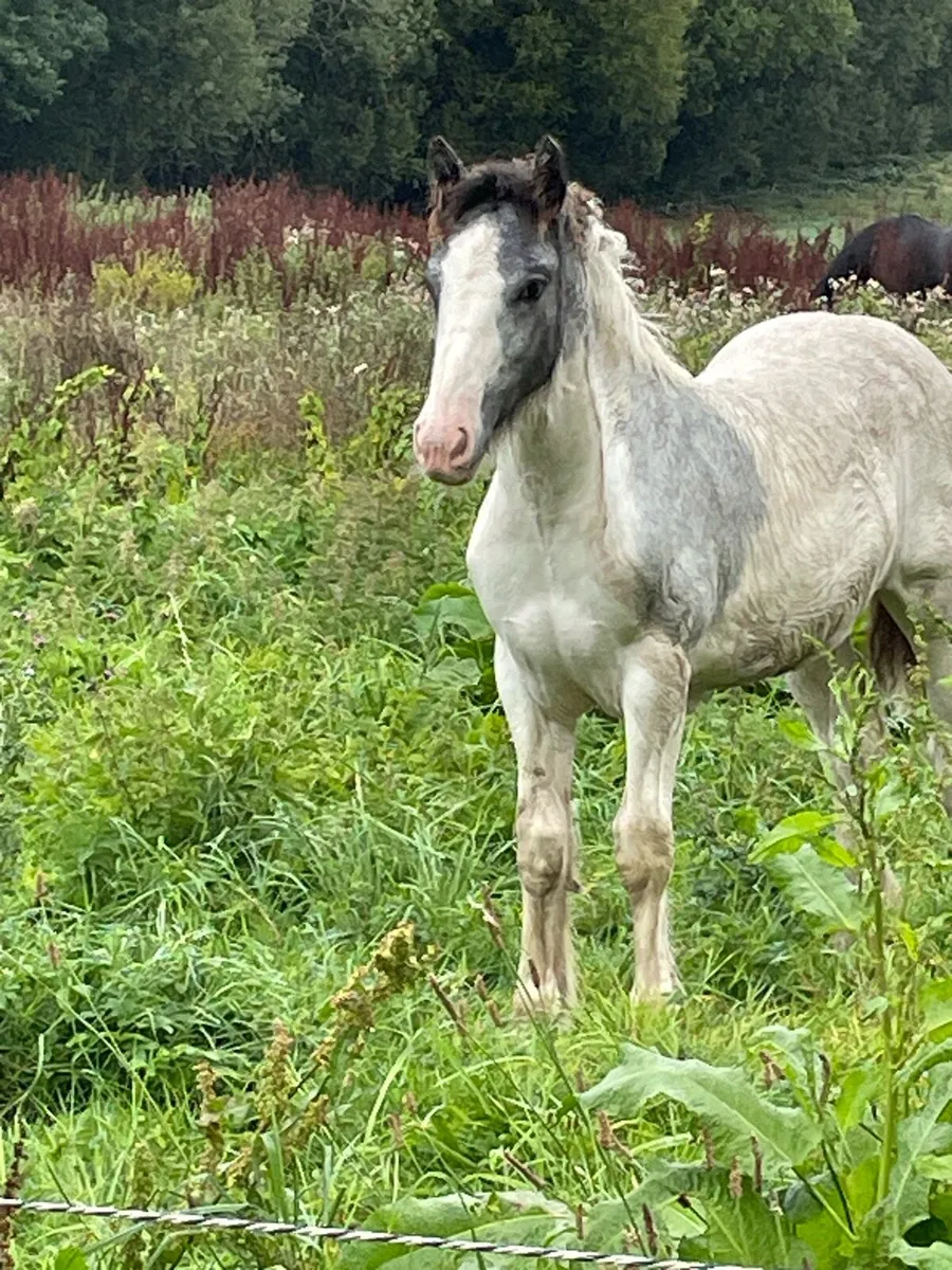 Blue and white filly - Image 2
