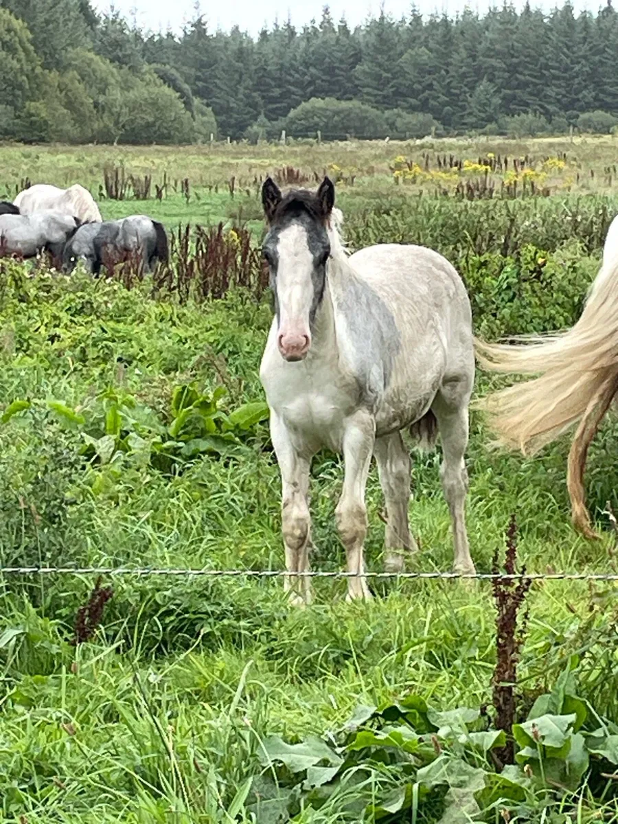 Blue and white filly - Image 3